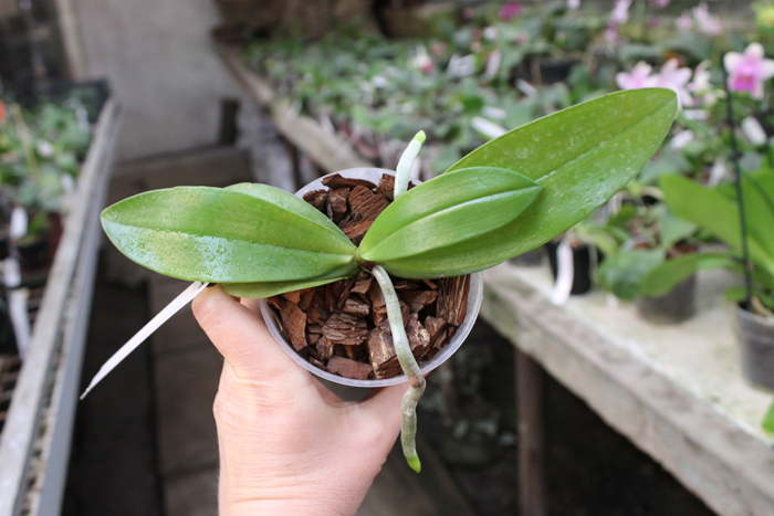 Phalaenopsis mannii 'Black'.jpg