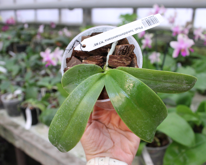 Phalaenopsis lueddemanniana 'KF#8'.jpg