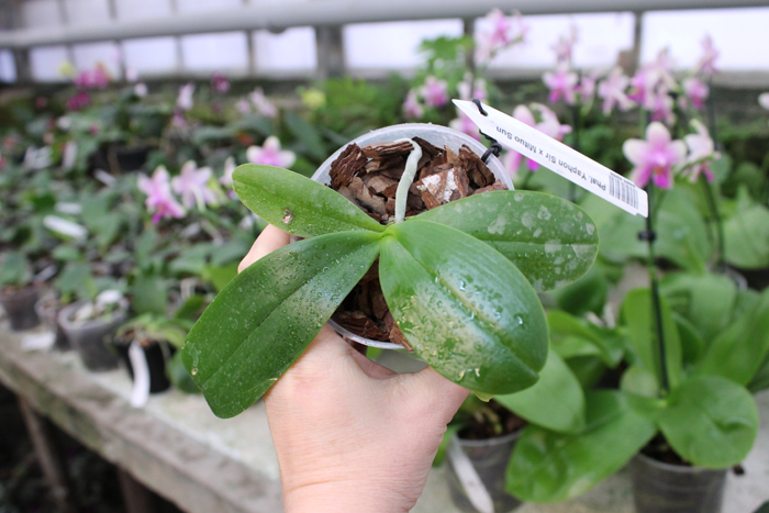 Phalaenopsis Yaphon Sir x Mituo Sun.jpg