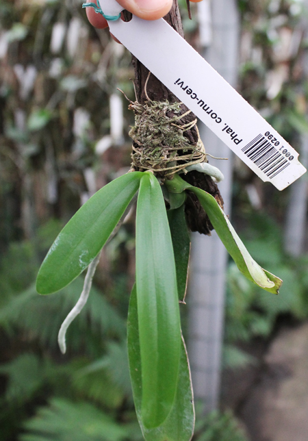 Phalaenopsis cornu-cervi.jpg