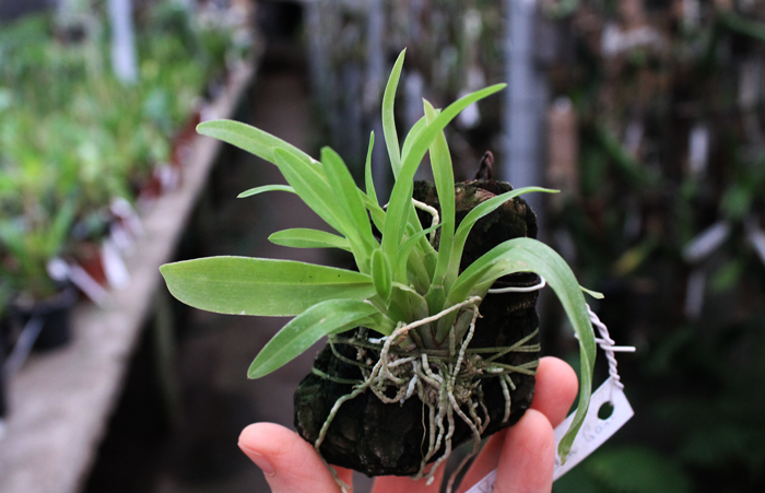 Odontoglossum Hans Koch x Odontocidium Tiger Crow 'Golden Gate'.jpg