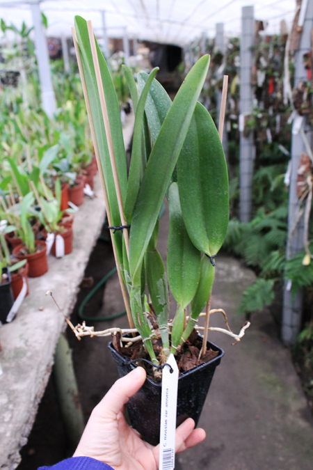 Cattleya mossiae amoena.jpg