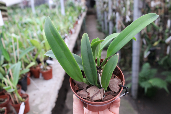 Cattleya maxima semi-alba 'La Pedrena'.jpg