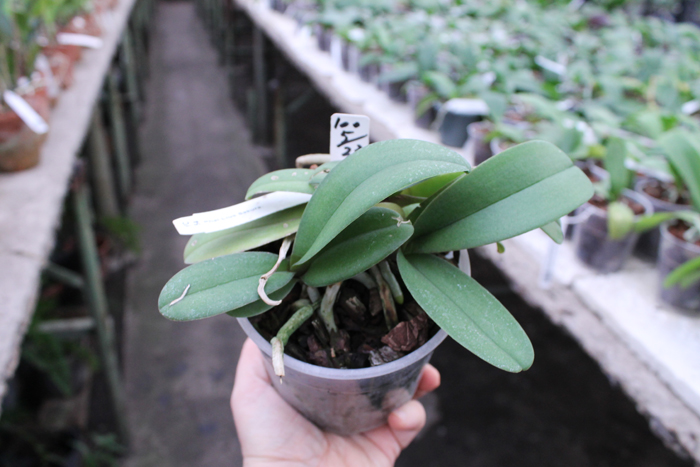 Doritaenopsis Lius Sakura.jpg