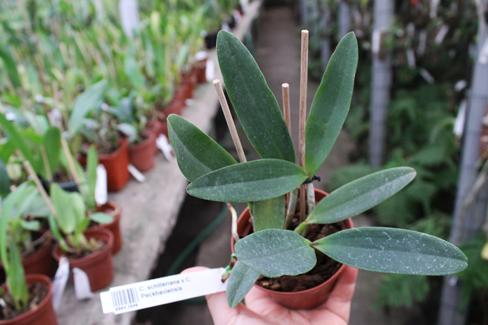 Cattleya schilleriana x Cattleya Peckhaviensis.jpg