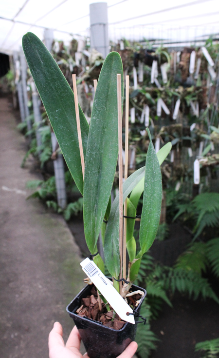 Laelia crispa.jpg