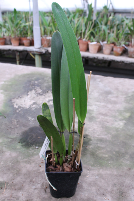 Laelia purpurata (trilabelo x Striata orla bca 'Cheida').jpg