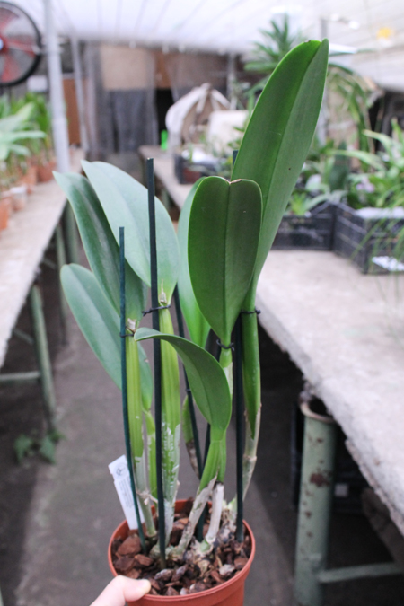 Cattleya Harold 'alba' (gaskelliana x warscewiczii).jpg