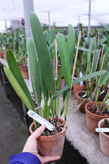 Laelia purpurata estriata 'Doracy' x self.jpg