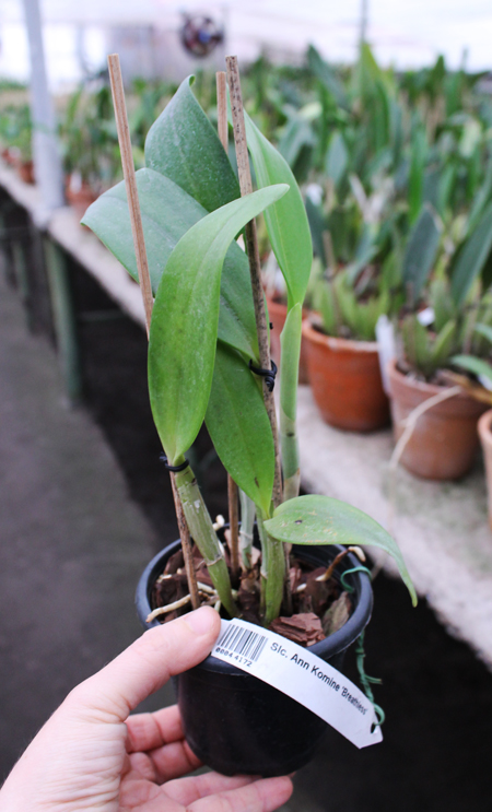 Sophrocattleya Ann Komine 'Breathless'.jpg