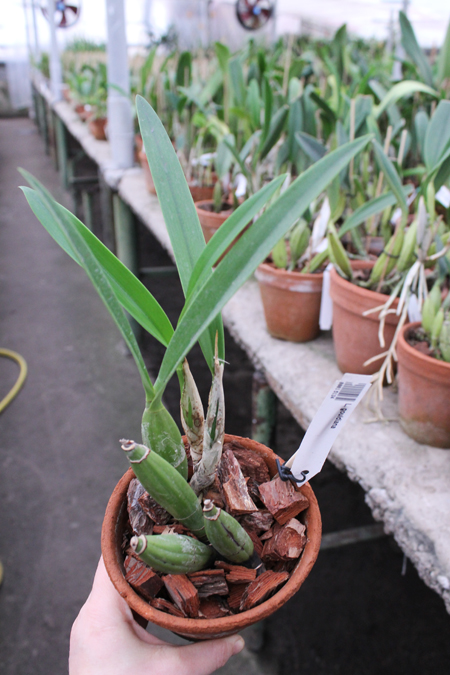 Laelia gouldiana.jpg