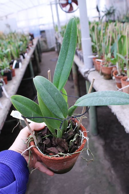 Cattleya gaskelliana 'Da Norma Dreher' x self.jpg