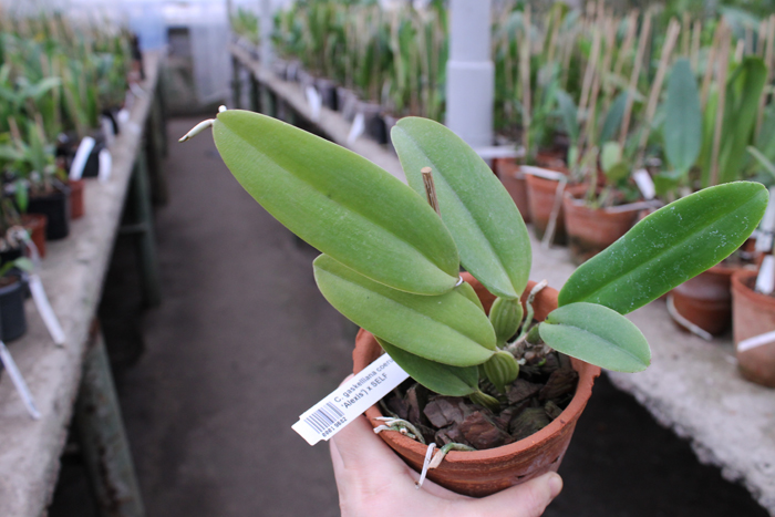 Cattleya gaskelliana coerulea ('Aida' x 'Alexis') x SELF.jpg