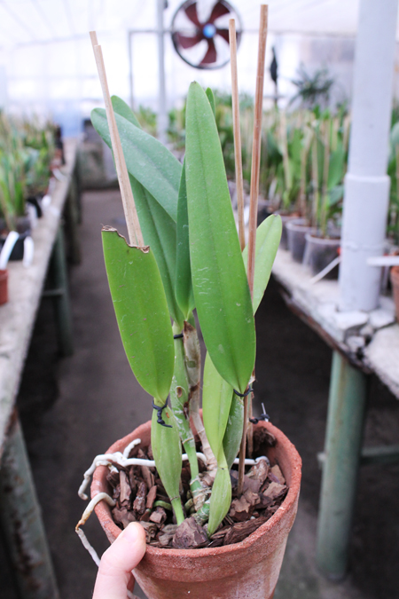 Cattleya lueddemaniana (color overlap x Irina).jpg