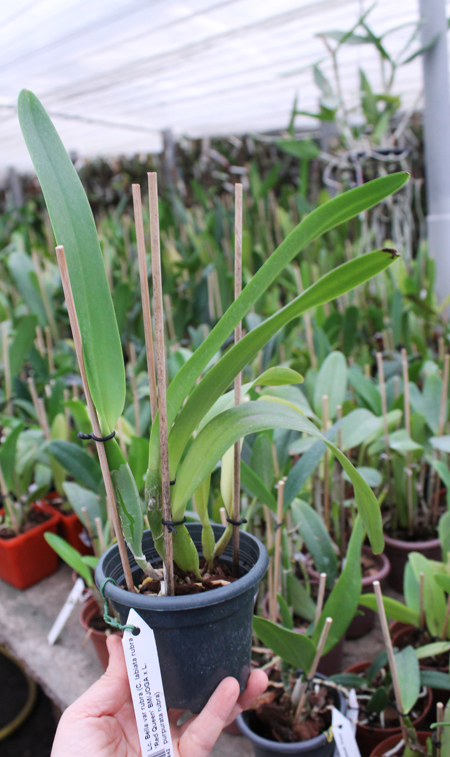 Laeliocattleya Bella var rubra.jpg