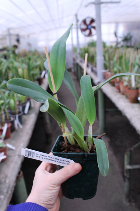 Laeliocattleya Tahoe Rose fma coerulea 'G C' ( walkeriana x purpurata).jpg
