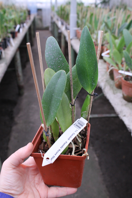 Laeliocattleya Gaskell - Pumila 'Azure Star'.jpg