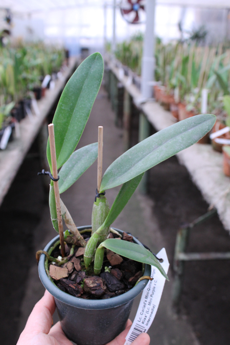 Laeliocattleya Cariad's Mini-Quinee 'Angel Kiss'.jpg