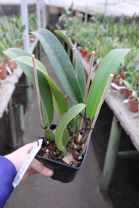 Brassolaeliocattleya Sanyang Ruby 'Tzeng-Wen Rainbow' x Brassolaeliocattleya Golf Pink.jpg