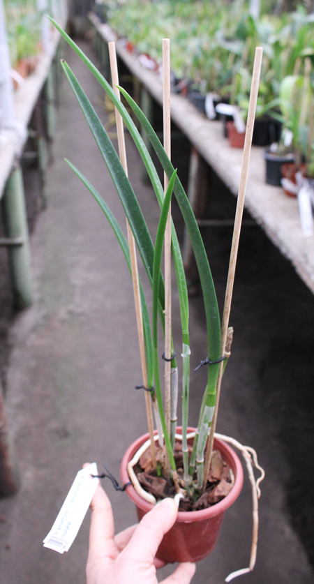 Brassocattleya Amethyst (Laelia purpurata x Brassavola cucullata).jpg
