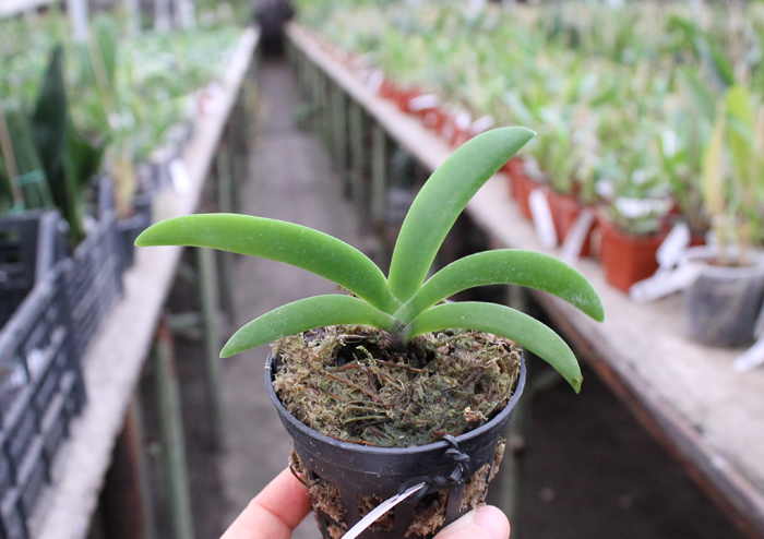 Angraecum leonis.jpg