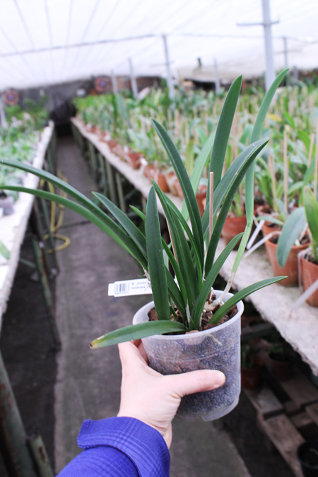Brassavola Jiminy Cricket 'Superbug' (Brassavola nodosa x Rhyncholaelia digbyana).jpg