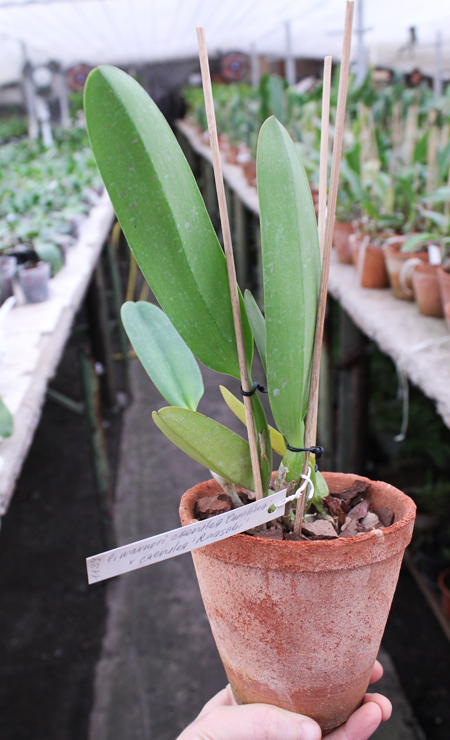 Cattleya warneri coerulea 'Carolina' x Cattleya warneri coerulea 'Raasch'.jpg