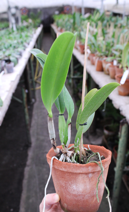 Cattleya trianae rubra 'Eclipse' x Cattleya trianae 'Sangre de Toro II'.jpg