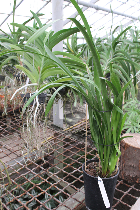 Cymbidium Kiwi Midnight.jpg