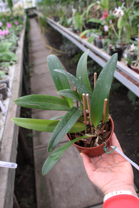 Hawkinsara Koolau Sunset 'Hawaii'.jpg