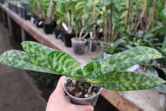 Paphiopedilum Maudiae alba.jpg