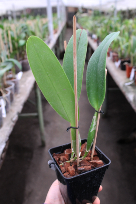 Cattleya gaskelliana coerulea (11-1) x Cattleya warneri coerulea 'Renata Dihel'.jpg