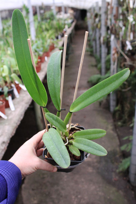 Cattleya mossiae alba 'Irene' x Cattleya mossiae alba 'Orosco'.jpg