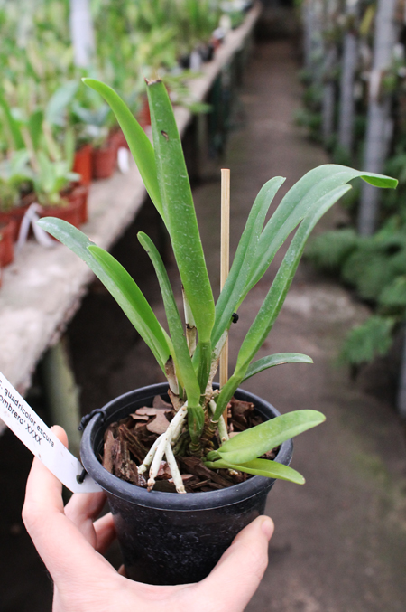 Cattleya quadricolor escura 'Sombrero' XXXX.jpg