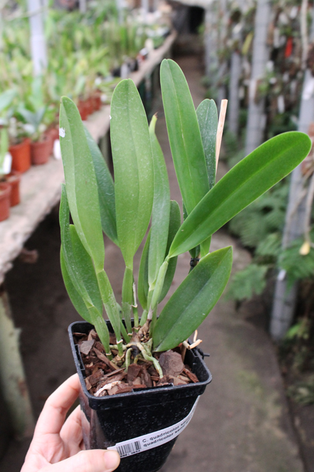 Cattleya quadricolor semi alba x Cattleya quadricolor semi alba 'Pompeu'.jpg