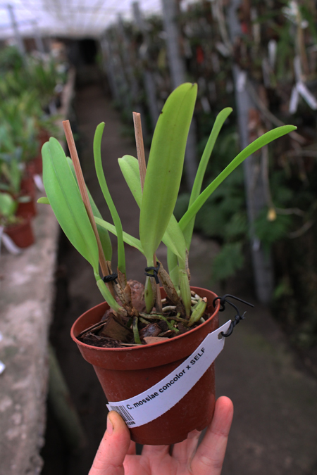 Cattleya mossiae concolor x SELF.jpg