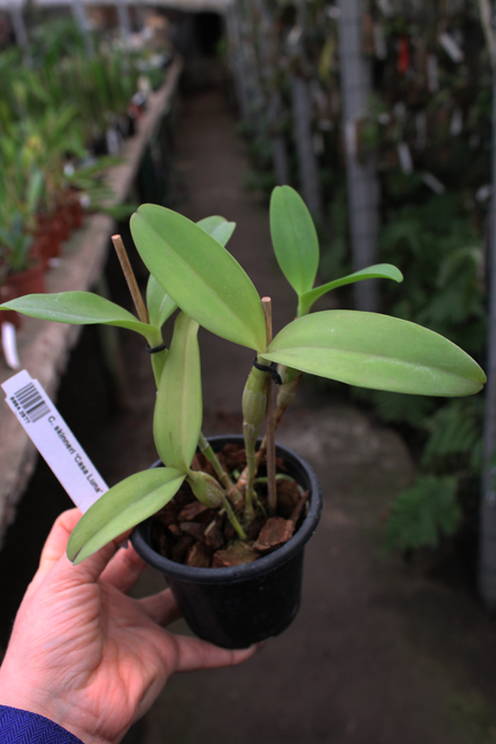 Cattleya skinneri 'Casa Luna'.jpg