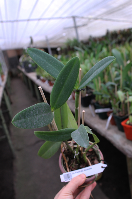 Laeliocattleya Fonte da Saudade.jpg