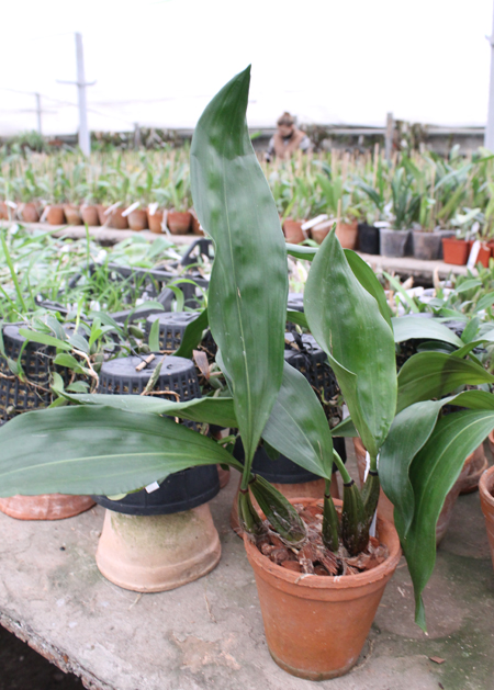 Bifrenaria harrisoniae alba.jpg