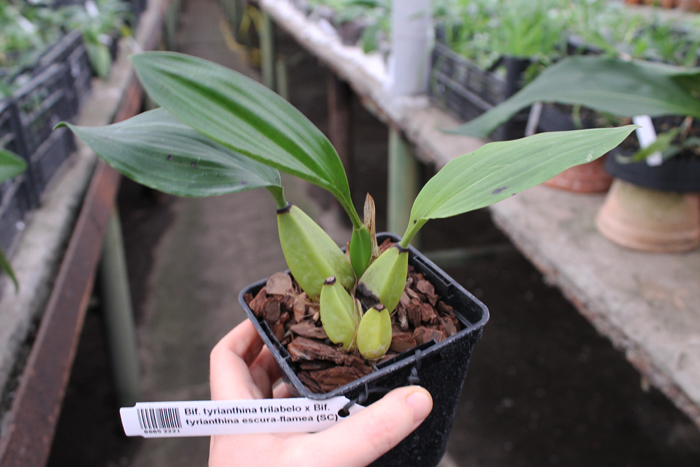 Bifrenaria tyrianthina trilabelo x Bifrenaria tyrianthina escura-flamea (SC).jpg