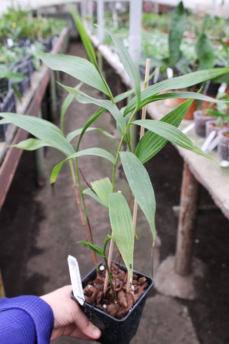 Sobralia sp coerulea (Equador) x self.jpg