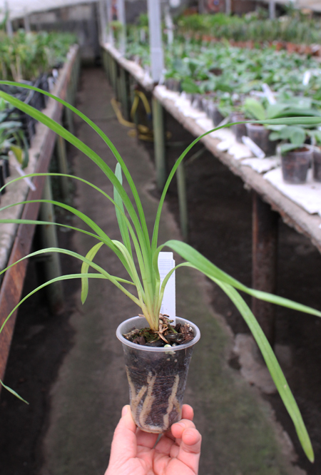 Cymbidium Isle 'Flamingo Three Lips'.jpg