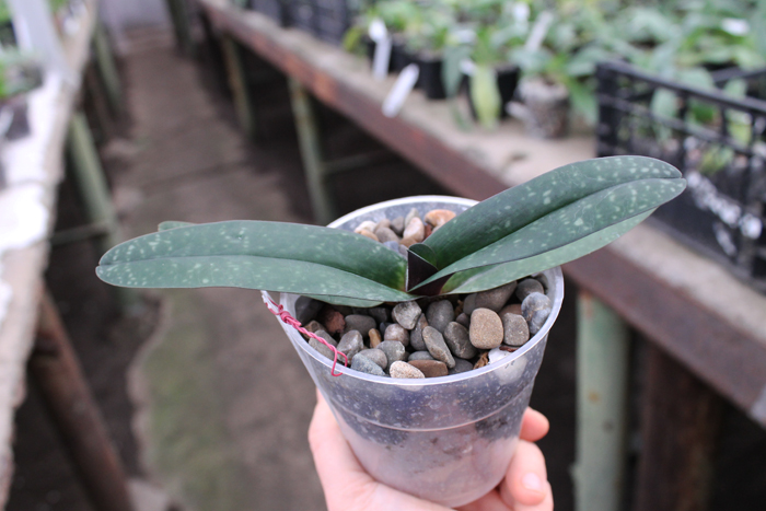 Paphiopedilum godefroyae.jpg
