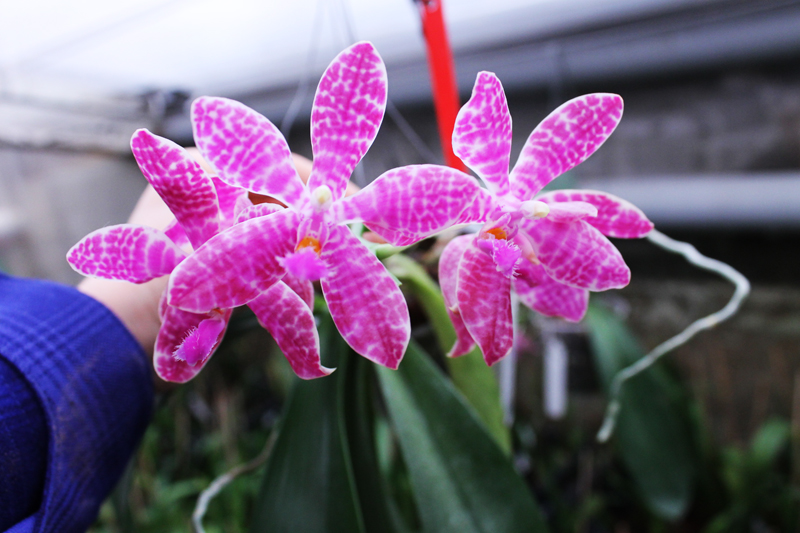 Phalaenopsis Joey (gigantea x lueddemanniana).jpg