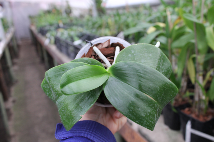 Phalaenopsis KS Happy Eagle 'LD' x Phalaenopsis bellina 'LD'.jpg