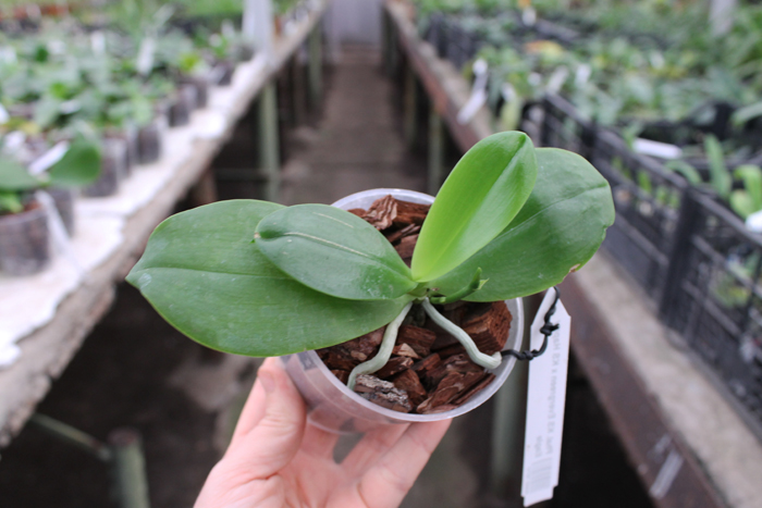 Phalaenopsis KS Evergreen x KS Happy Eagle.jpg