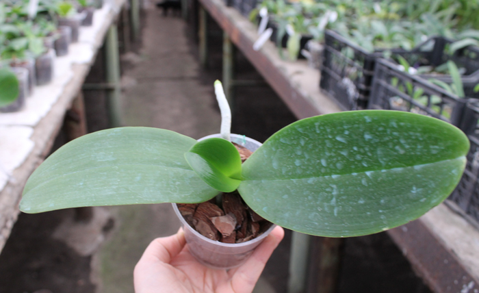 Phalaenopsis Joy Auckland Beauty.jpg