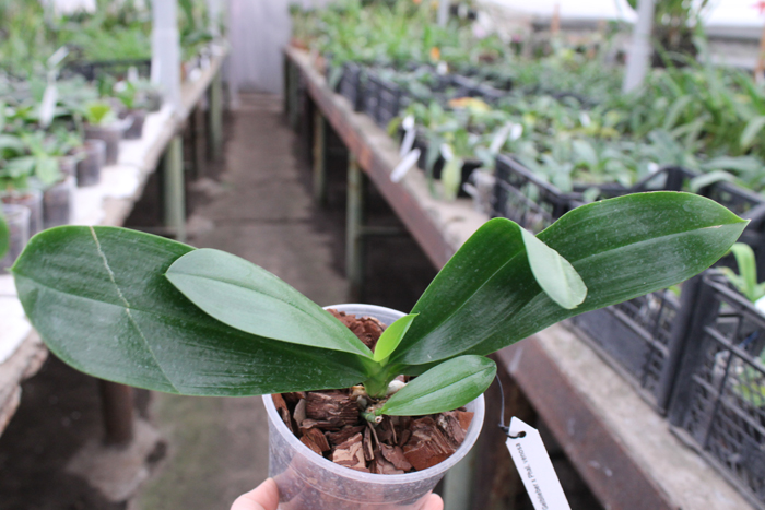 Phalaenopsis Gelblieber x Phalaenopsis venosa.jpg