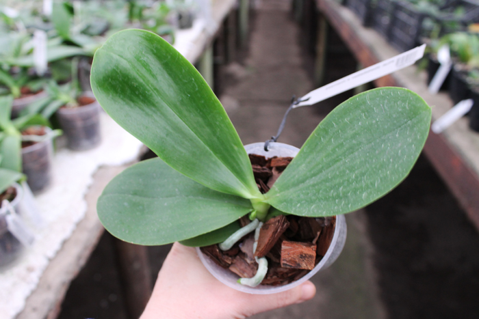 Phalaenopsis (Gelblieber x mariae).jpg