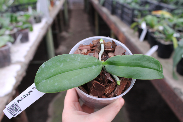 Phalaenopsis Dragon Tree Eagle 'DT168'.jpg